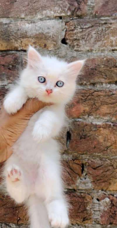 Triple coated kittens what's app: 0302_6247572