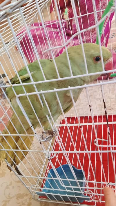 Green neck parrot for sale
