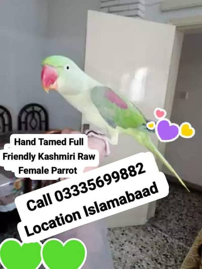 Hand Tamed Full Friendly Kashmiri Raw Female Parrot Jumbo Size
