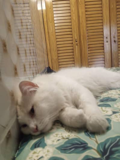 persian cat cutie white