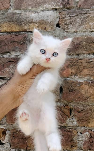kittens what's app : 0302_6247572