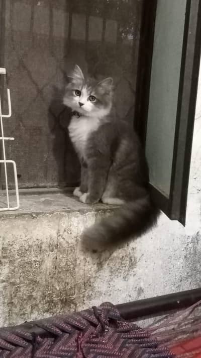 cat name MUFSA