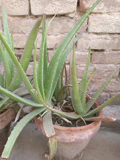 Alovera plants