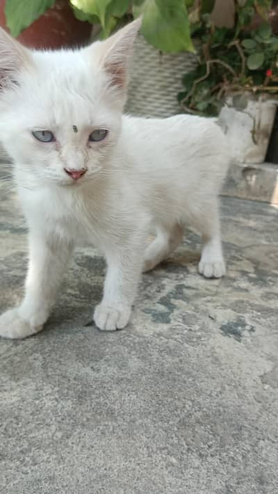 Persian kitten 1.5 month