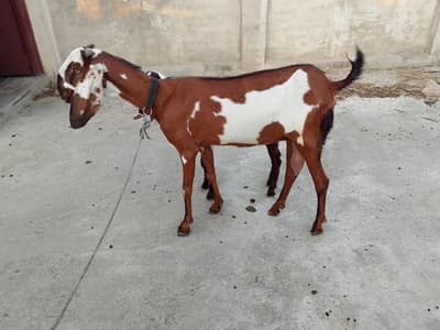 nagra betal bakri . 2month cross