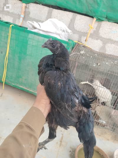 aseel Thai  black dragon