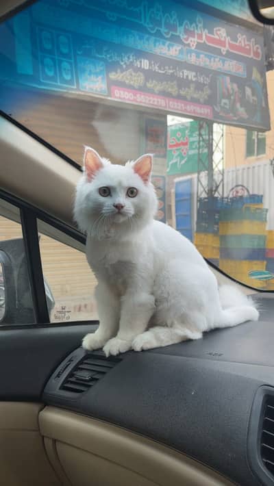 Persian cat for sale