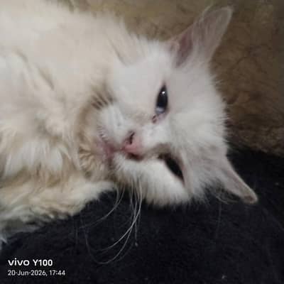 for sale with cat baby