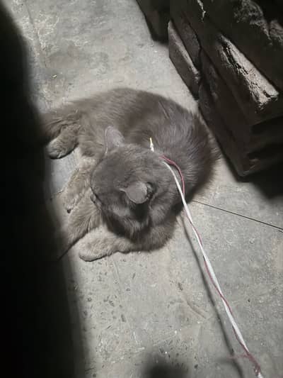 Persion cat home pet