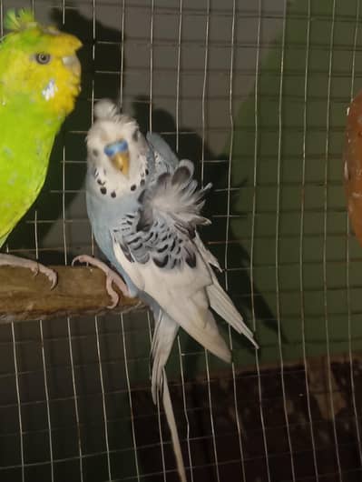 PIED HOGOROMO