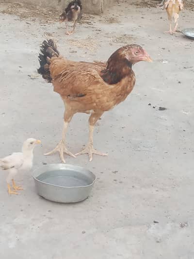 aseel hen healthy active