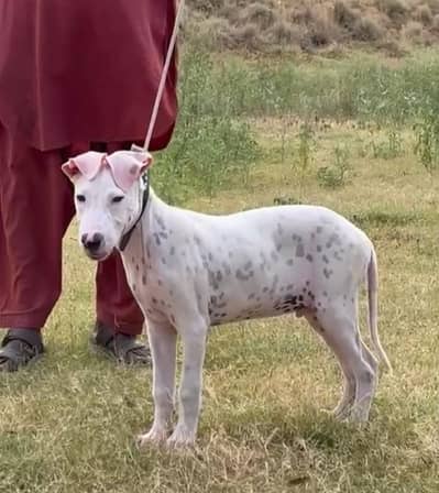 Buli gultir male age 3 month for sale