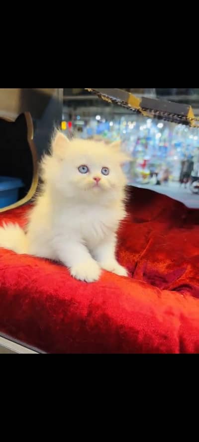 persian cat for sale MywatsapppNumber0341-15-94-140