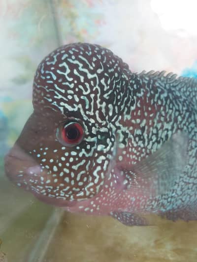 flowerhorn  fish