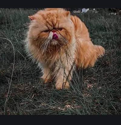 03095561812piki face male cat available for meeting cntact 03095561812