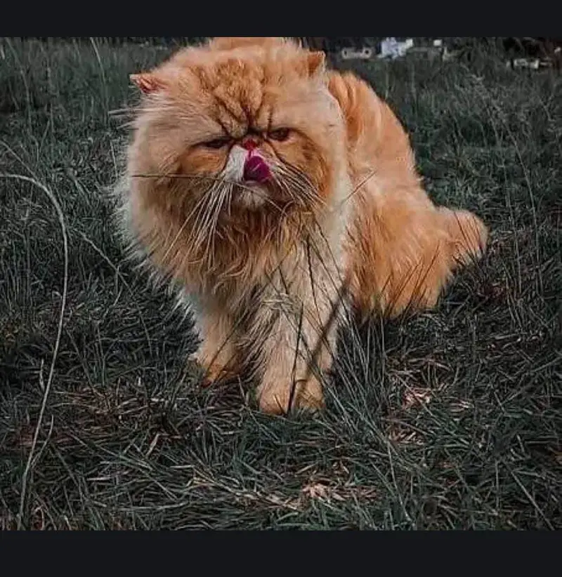 03095561812piki face male cat available for meeting cntact 03095561812
