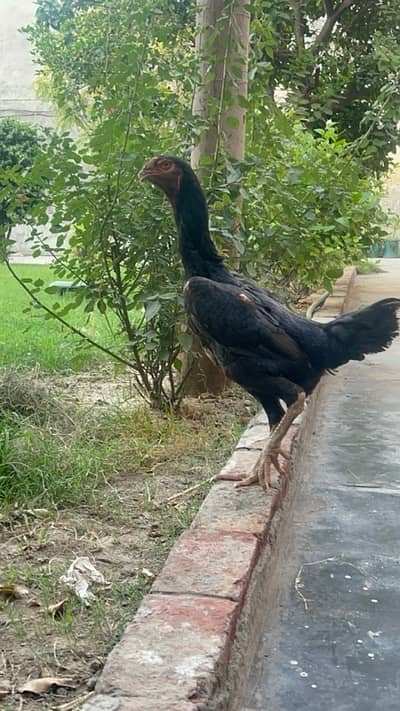 black shamo female