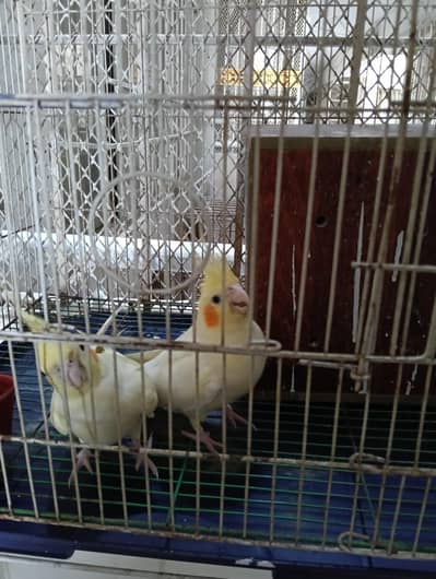 cocktail birds pair for sale