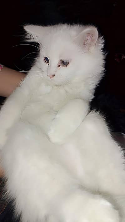  Snow White Persian Kitten – Triple Coat, Fluffy & Adorable