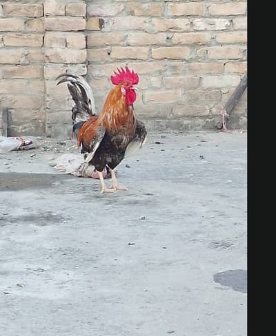 4 Laying Hens and 2 Young Roosters
