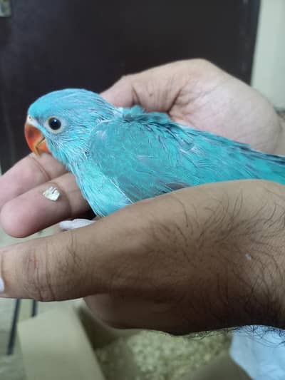 Blue Chick