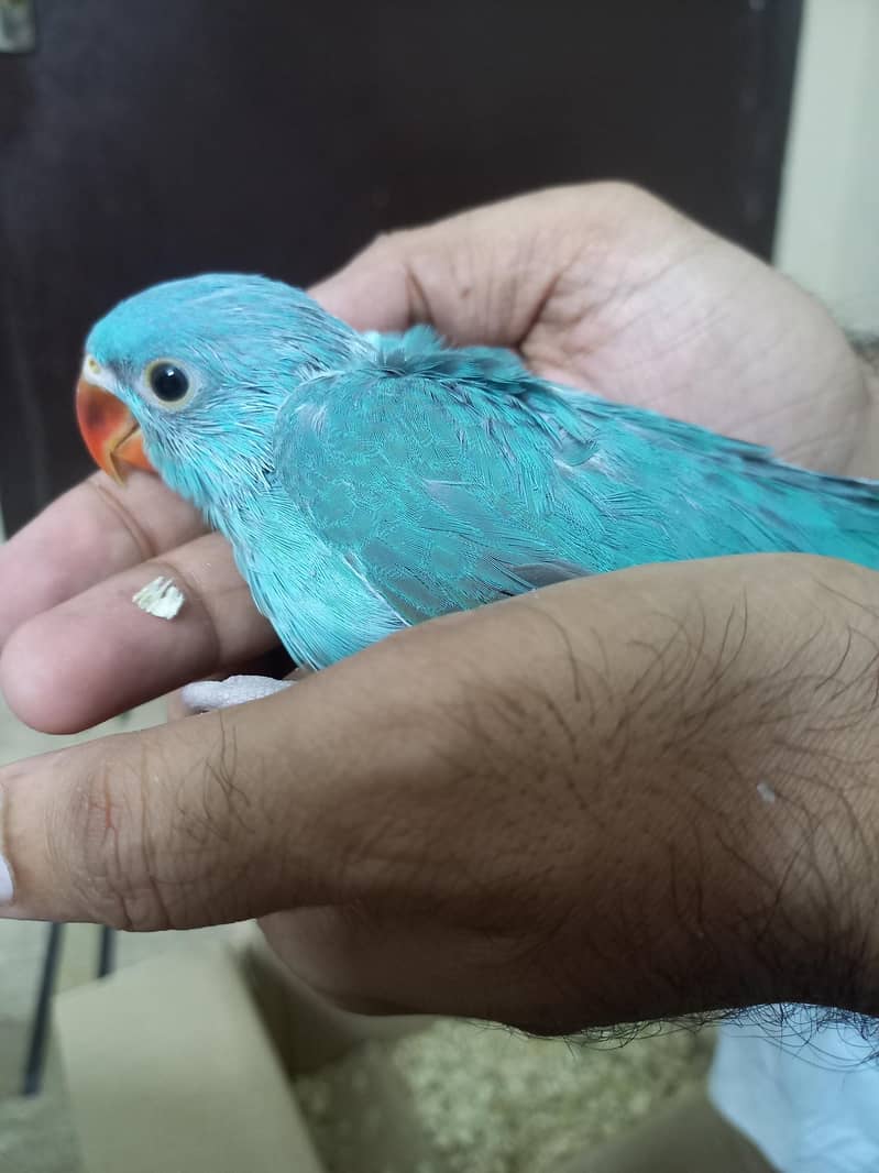 Blue Chick 0