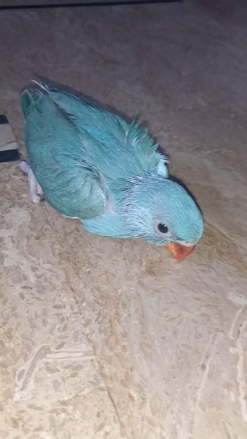 Blue Chick 1