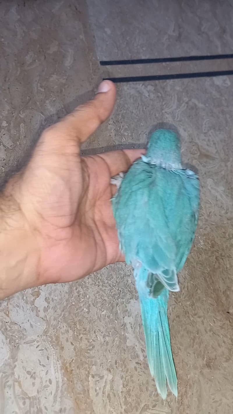 Blue Chick 2