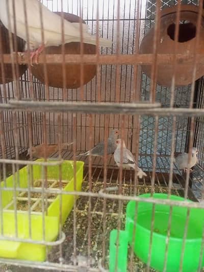 cocktail, finches, diamond doves