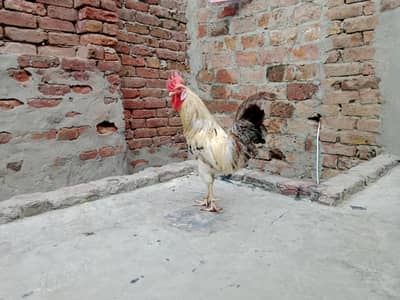 GOLDEN MISRI MALE