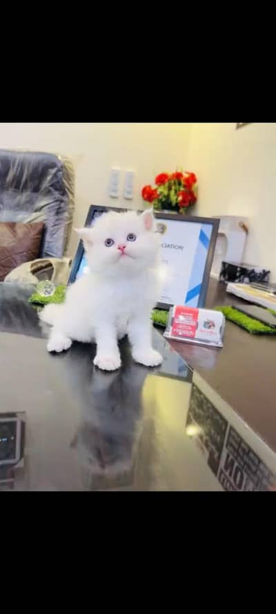 persian cat for sale MywatsapppNumber0341-15-94-140