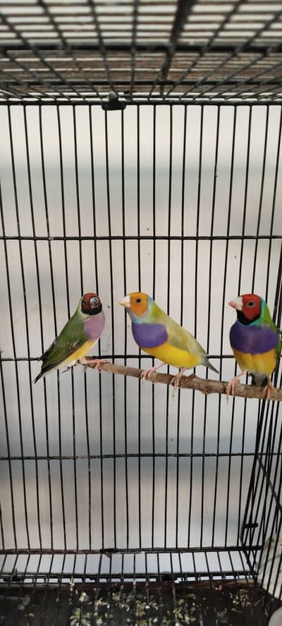 Gouldian