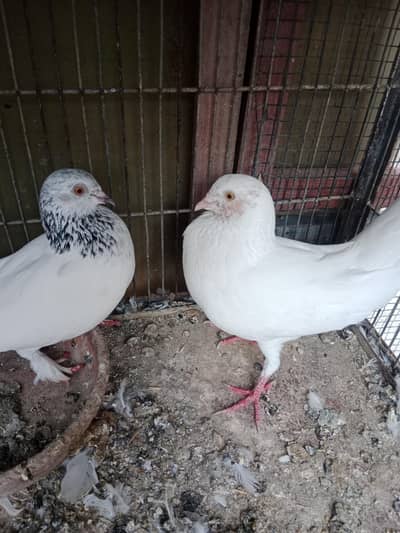 Breeder pair peigon