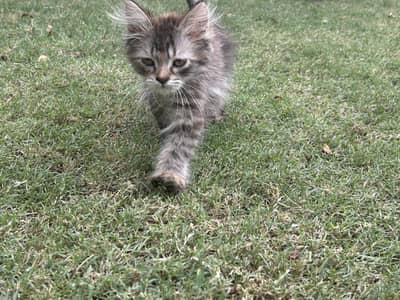 Persian kitten female 3k triple coat