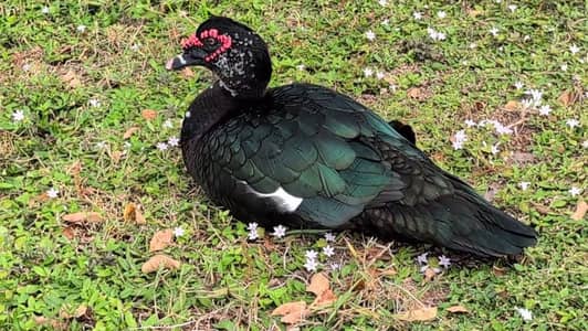 American ducks adult chicks for sale