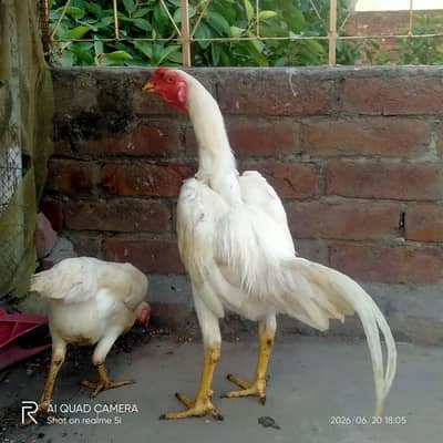 White Shamo Pair