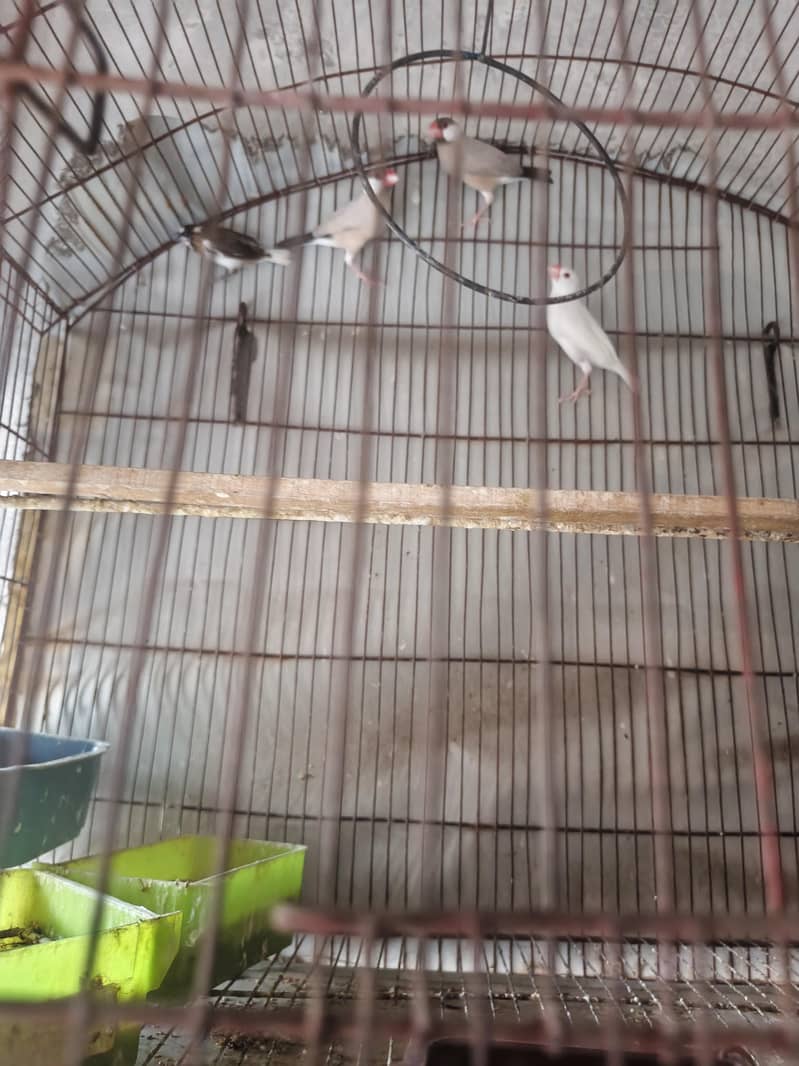 Fawn java 2 male 1 albino java female 0