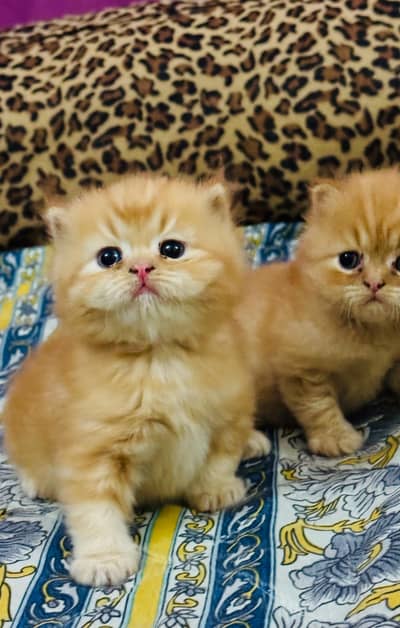 punch face cat available