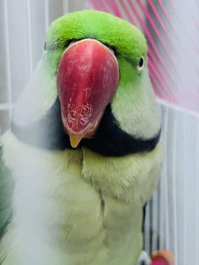 Raw / Pahari / Kashmiri / Alexander  Male parrot