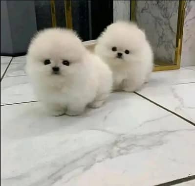 Pomeranian puppies 92@344*6933885