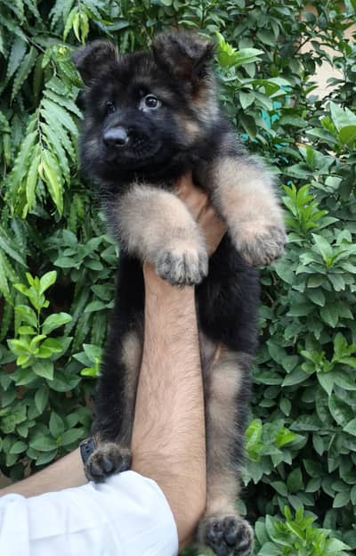 Black shepherd | gsd | Puppy | Shepherd Dog | Puppies | Long Coat