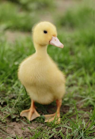 bsby duckling