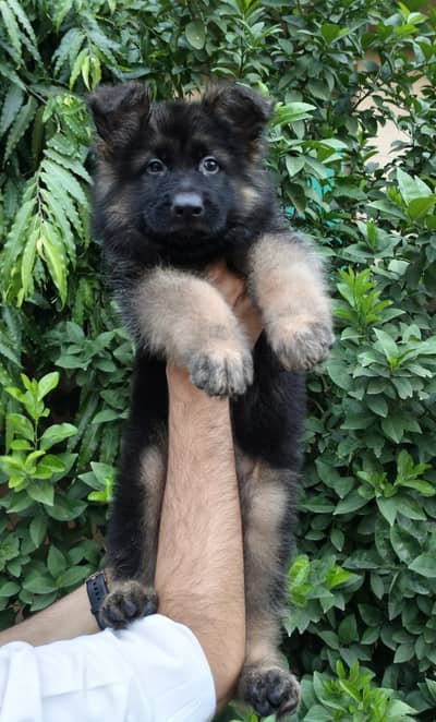 Black shepherd | gsd | Puppy | Shepherd Dog | Puppies | Long Coat