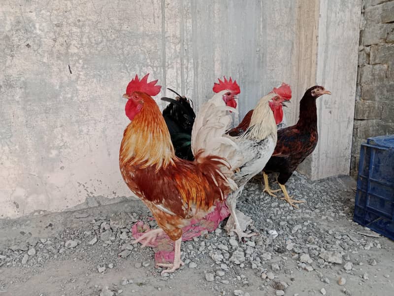 3 desi pair 0