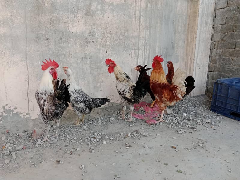 3 desi pair 1