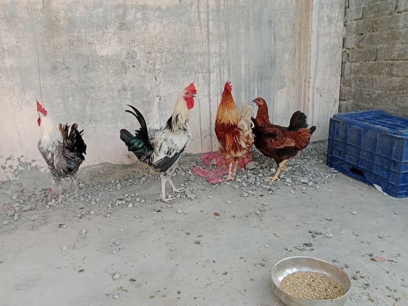 3 desi pair 2