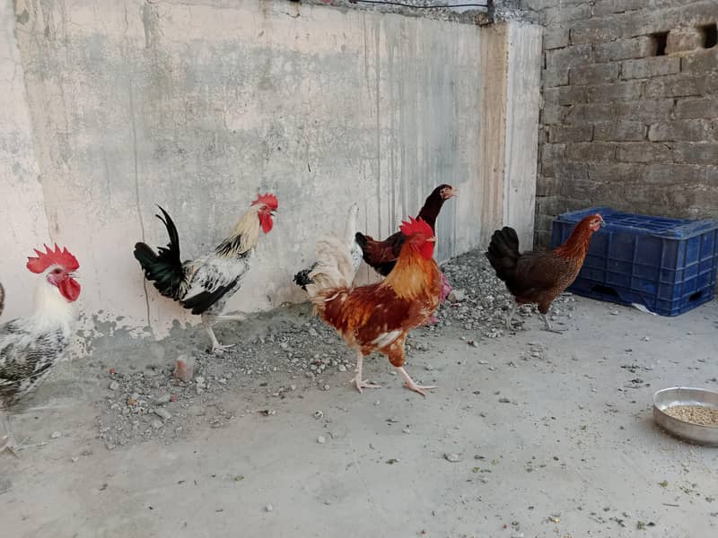 3 desi pair 3