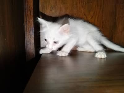 Persian cross male cat baby