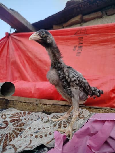 2 Months Old German and Japanese Breed Chicks For Sale