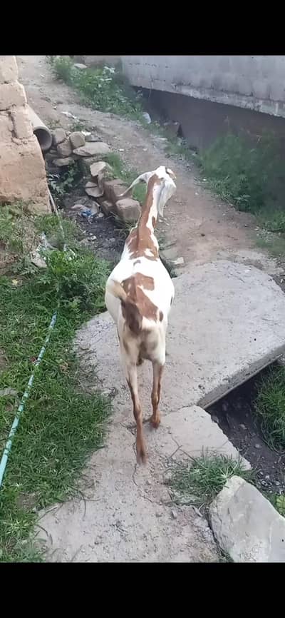 bakri baichni ha pregnant ha 4 Month ki urgent sale krni ha
